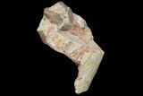 Fossil Running Rhino (Hyracodon) Molar - South Dakota #140954-1